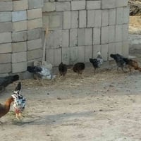 دجاج فراي • ٥ زوج