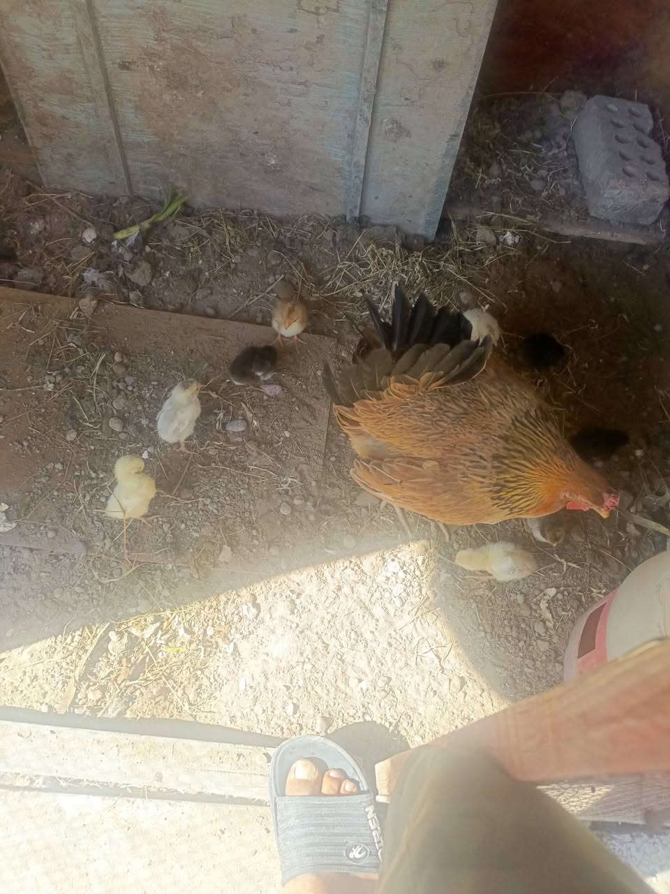 اسلام عليكم ورحمة الله وبركاتة دجاجه عرب وراهه 10كتكوت السعر50مكان سبع البور


**إذا كنت صاحب هذا الإعلان وتريد حذفه لأي سبب، رجاءا أرسل رسالة إلى الدعم الفني**