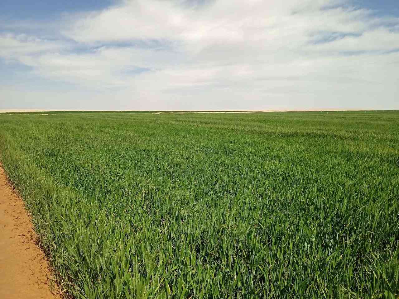 300دونم بيها سيح 70ولبقيه تصلح مرشات بير بيها عقد وجازه بشعيب الذيب باديه سماوه 

للاستفسار خاص


**إذا كنت صاحب هذا الإعلان وتريد حذفه لأي سبب، رجاءا أرسل رسالة إلى الدعم الفني**