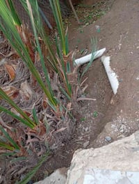 فسايل بربن • نجدي • بابل السياحي