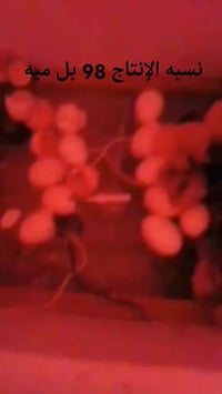 فقاسات • ١٥٠-٥٠٠ بيضة • إنتاج ٩٨٪