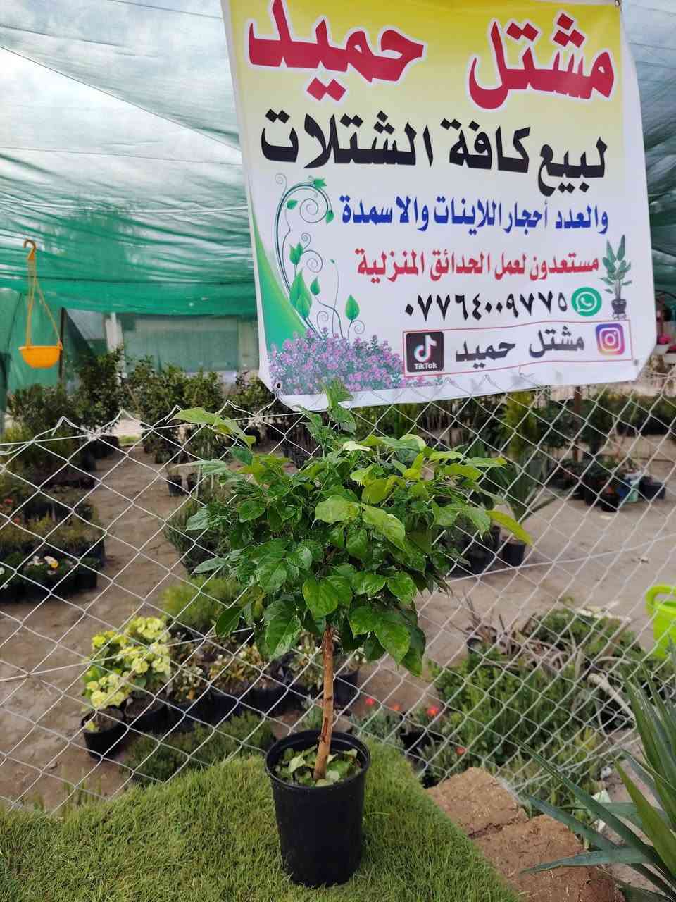 السلام عليكم
عرض اليوم
نبات مورايا نبات داخلي
القطعه اب 8000الاف 
توصيل موجود للمناطق القريبه
الموقع /قضاء الخالص _ناحيه هبهب _عرب شوكه قرب مندي ماجد

واتس او للاتصال
***********
