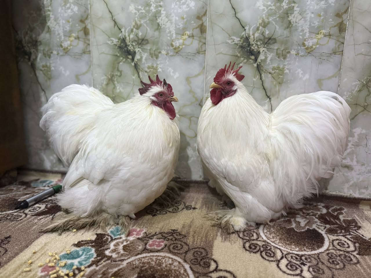 2 ديك كوشن للبيع
رقم الواتساب للتواصل ***********
