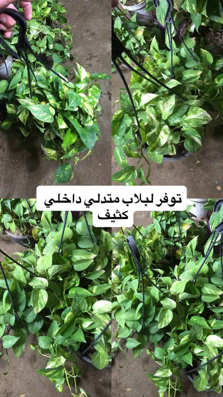 توفر في مشتل ابو علي الفراجي  انواع مـن النباتات الداخلة والخارجية المختلفة🤍
العنوان : بغداد /سلمان باك / قرب جامع سعد /شارع الحدادين 🤍

سوينا لكم بيج على برنامج الإنستقرام لكي نجاوب على اسئلتكم المتنوعه 

اسم البيج : بيج مشتل ابو علي الفراجي 

يوزر البيج: l0.33.m

رابط البيج:https://www.instagram.com/l0.33.m?igsh=bGZmMGw4bTN2ODZw

مشتل ابو علي الفراجي يرحب بالجميع 🤍


**إذا كنت صاحب هذا الإعلان وتريد حذفه لأي سبب، رجاءا أرسل رسالة إلى الدعم الفني**