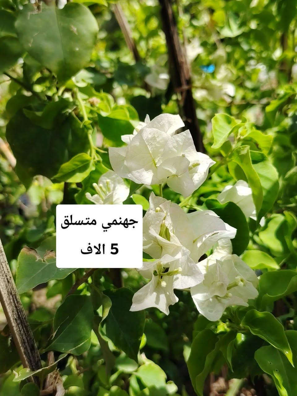 اللهم صلي على محمد وآل محمد
🛑 مشتل نعناعه الرفاعي الصوب الاول مجاور جسر المشاة بتجاه السايلو مقابل مدرسة الرقيم الاهليه يوجد خدمة توصيل ***********
