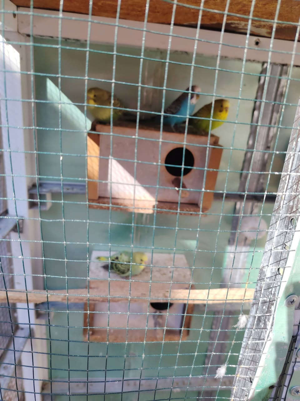 للبيع *********** باب كن بلابل
