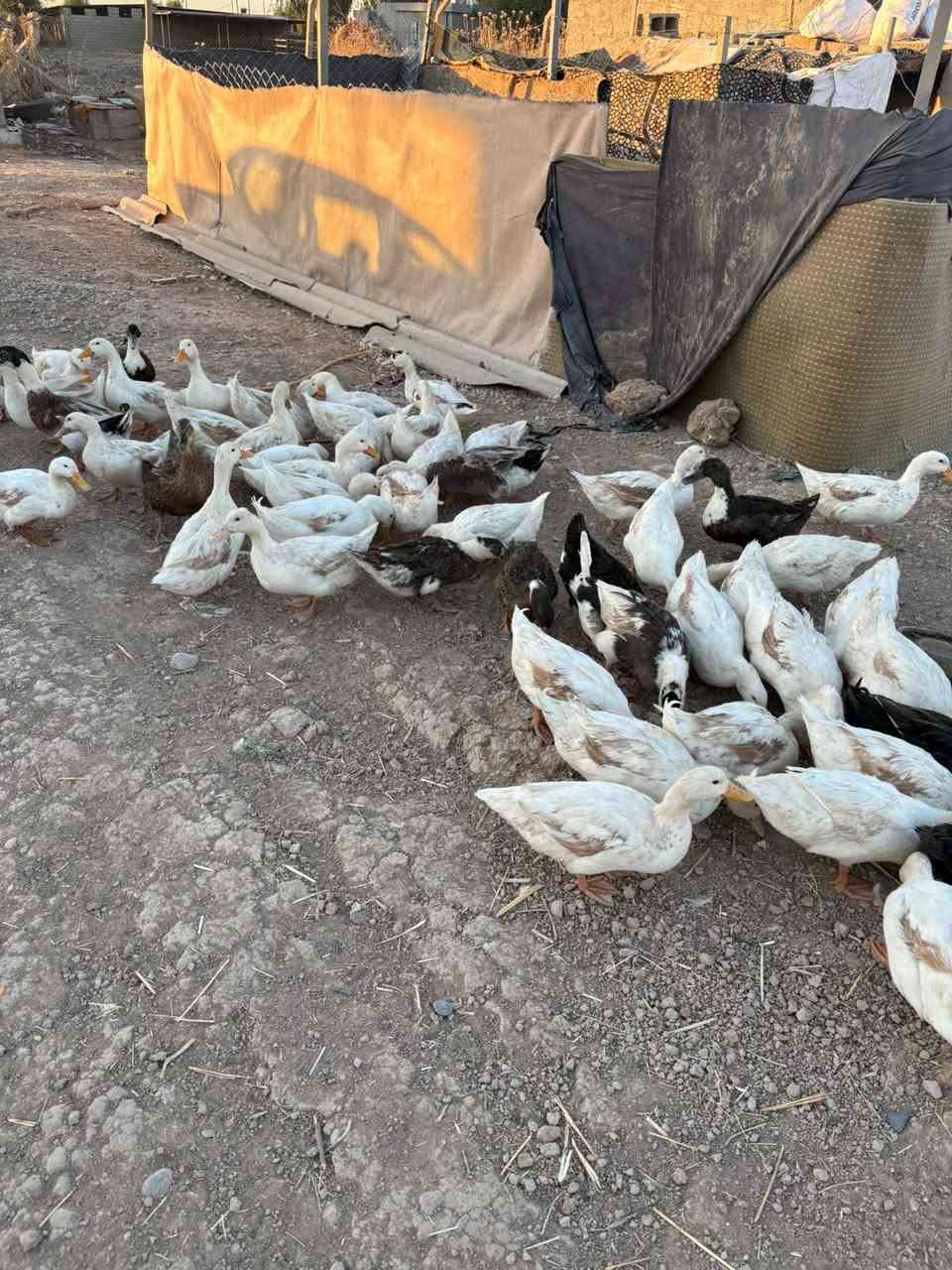 بش للبيع هولندي عدد 150بش عادي عدد 75مكاني كركوك قريه ترجل هذا رقمي ***********
