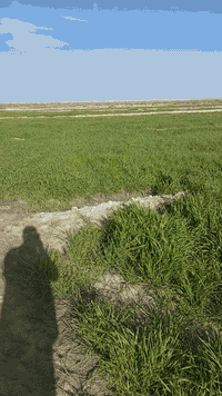 شعير ابيع جتل الدونم ب١٥٠ المساحه ٢٢٥ دونم ١٠٠ دونم وحدها وال١٢٥ لوحدها السماوه الرحاب عد الصبيخه بضبط ***********
