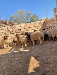 ١٢ بدرية • ٧ شهور • برقي حر