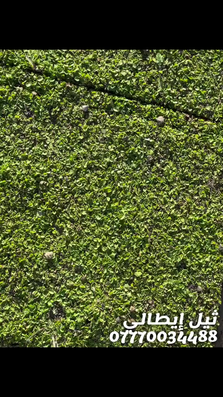 ثيل إيطالي درجه اولى ***********
