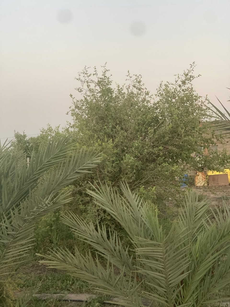 السلام عليكم  
بستان 500متر للبيع زراعي قريب على الحولي الصخين 
مقابيل مجمع لموظفي البطاقه الوطنيه السكني  وقريب عن المركز 
السعر 10مليون
الرقم ***********
ماء متوفر 
وكهرباء قريبه عليه 
الأشجار 1-نبك2-رمان3-تين 4-حبه حلوه 5-30نخله رطب6-تين
