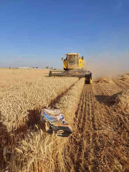 السلام عليكم اخوان الفلاحين والمزارعين #توضيح بخصوص الحنطه نوع #ثريا ألالماني المكيس.. يكون حسب. الطلب ... يعني تجي تحجز بالمكتب مع عربون يلا نكدر نوفر لكم الكميه .. #معلومات عن الصنف هو صنف مبكر من اسرع الاصناف الي موجوده في السوق وينزع خيري بعد عشرين بشهر تقريبا لحد نص الواحد 
وصنف قوي ويتحمل الجفاف و الصدى والبرد وميزه حلوه بي تزرع اخر الناس تحصد اول الناس بإذن الله 
وراح انزل فيديوات بتعليقات من تجاربي الخاصه للصنف لهذا السنه  #تحياتي لكم مكتب الرافدين للزراعة الحديثة  بخدمتكم دائما 
العنوان كركوك طوبزاوه قرب مول الأخوين 
***********
***********
