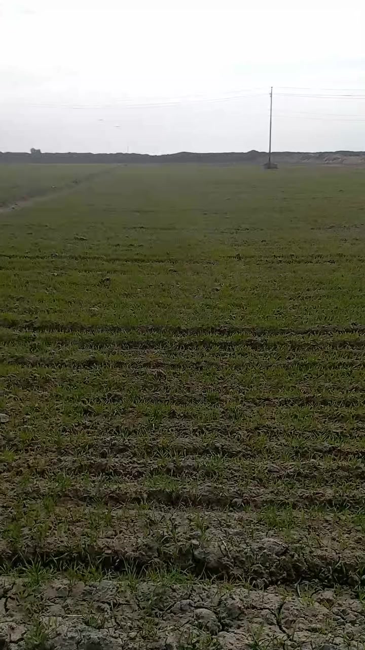 ارض زراعية للبيع في قضاء الحي السايح مشروع ابو دبس 30 دونم سعر الدونم مليون وسبعمائة الف هي والزرع حاليا مزروعة حنطة ماء +كهرباء متوفر للاستفسار ***********
