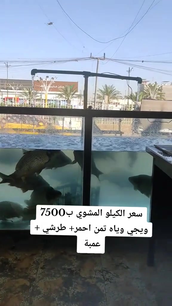اللهم صلى على محمد وآل محمد 
اسماك ومسگوف بيت چماله 
سعر الكيلو المشوي ب 7500 يجي وياه تمن احمر + طرشي + عمبه 
العنوان / خدمي قطاع 8 مقابل هايبر ماركت التعاون


**إذا كنت صاحب هذا الإعلان وتريد حذفه لأي سبب، رجاءا أرسل رسالة إلى الدعم الفني**