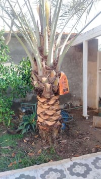 نخله تبرزل • رطب قريب • للبيع