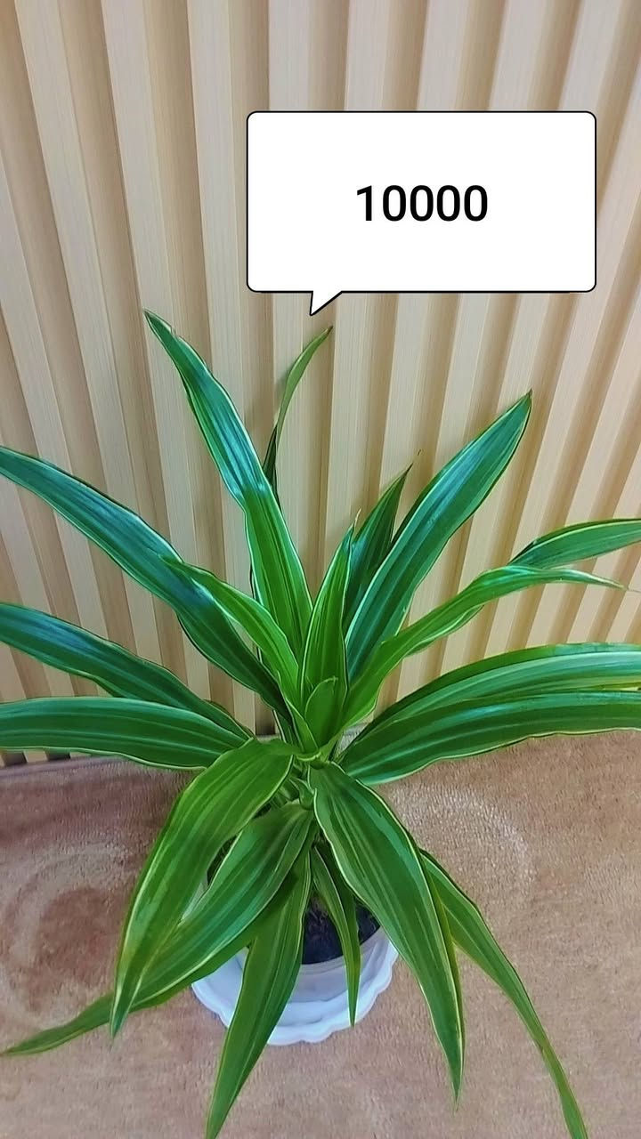 للبيع


**إذا كنت صاحب هذا الإعلان وتريد حذفه لأي سبب، رجاءا أرسل رسالة إلى الدعم الفني**