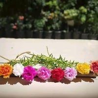 ورد الصباح • ٨ ألوان