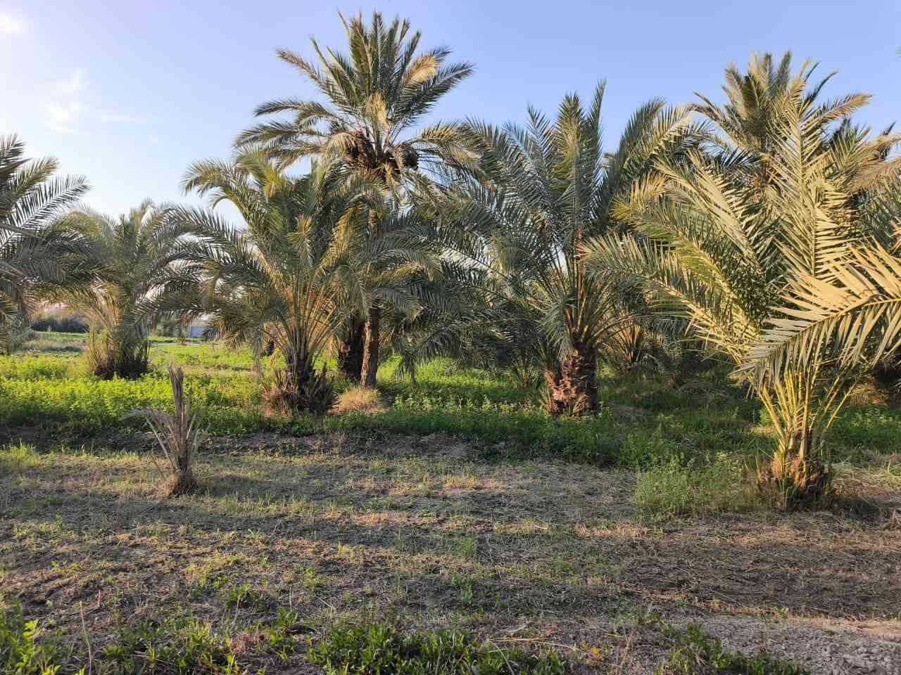 سلام عليكم بستان وشاطئ للبيع
المكان ناصرية ناحية الفضليه قريب ال محينه 
مكلف بنشر 
رقم الاتصال ‏‪0781 523 0315‬‏
