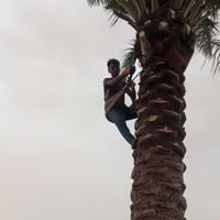 إعلان  بسم الله الرحمن الرحيم  في هاذه اليام يتم تركيز النخل ومن يريد ...