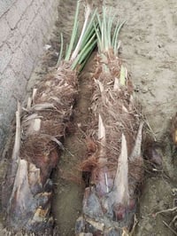 فسائل بريم • احجام عملاقة • ميسان العمارة