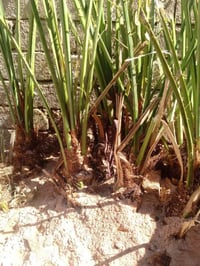 فسائل نخيل المجهول • مشتل الزهراء ميسان • آخر ٥ فسائل