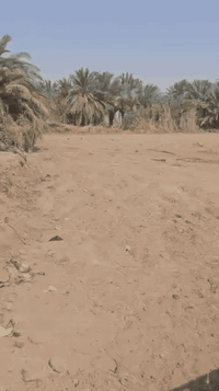 قطعة زراعية • ١٨٠٠م • الشطرة حي الزهراء