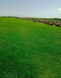 انتاج خاص بمزارعنا حيث الجودة والسعر المناسب   ☘ثيل هندي طبيعي نوعية م...