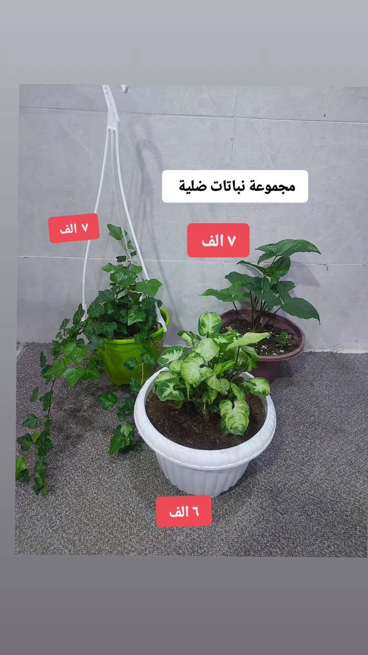 نباتات طبيعية للبيع هولنديه عروضنا مستمرة يوجد خدمه توصيل لجميع مناطق كركوك


**إذا كنت صاحب هذا الإعلان وتريد حذفه لأي سبب، رجاءا أرسل رسالة إلى الدعم الفني**