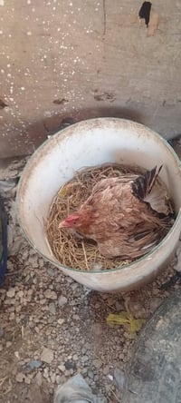 عندي دجاجه للبيع  كاركه سعره ٣٠ مكاني بغداد حسينيه رقم الهاتف ٠٧٧١٢٣٧٠...