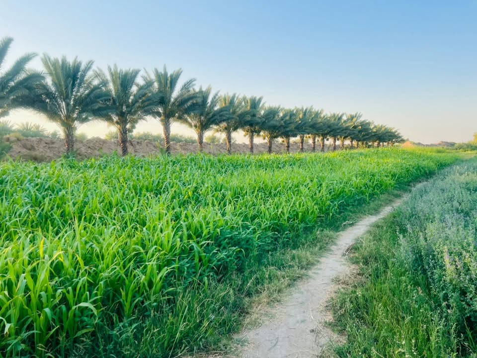 السلام عليكم ارض زراعيه للبيع 15دونم  الموقع زبيدي شاخه 9  الاستفسار
***********
