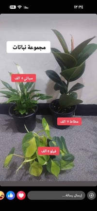 نباتات طبيعية • توصيل لجميع المحافظات • كركوك
