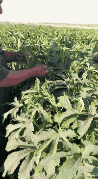 بذوربانيه متعهدبيهدرجهاولئنوعيه الي وولبذورالعبير***********
