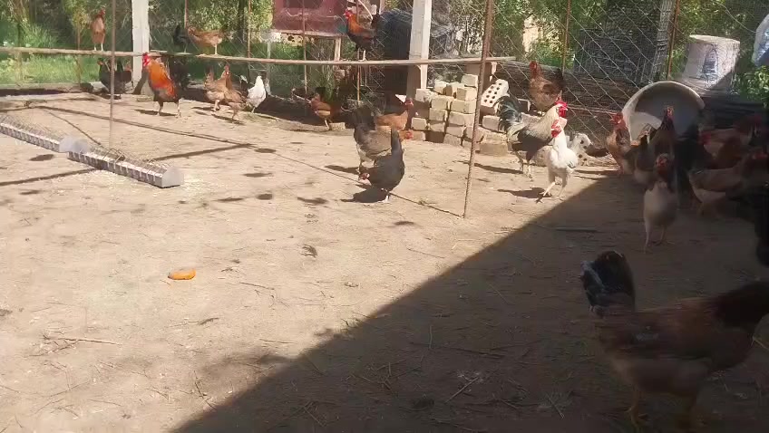 السلام عليكم متوفر بيض كويتي مثل ماواضح 4 طبقات بسعر مناسب نسبه الشد والظمان 98 %
***********
