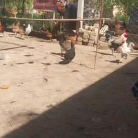 متوفر بيض كويتي مثل ماواضح 4 طبقات بسعر مناسب نسبه الشد والظمان 98 % 0...