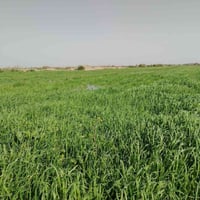 يوجد دغل للبيع المساحه ٣٥دونم شعير وحنطه نثار السنه دغل خير من الله ير...