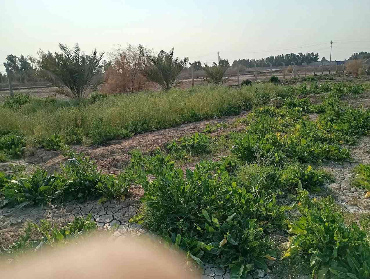 ترهم مراوس 
دونم ونصف  سند 25سهم رسمي  صالحة للزراعة مزروعة نخيل رمان سدر تين عنب تفاح مشمش سدر مطعم حجم صغير مسيجة وبيها كرفان وكهرباء مزروعة خضروات طريق الحمزة الشط الصب عبر سكة القطار قريبة جداً الشارع *********** اتصال واتس اب
