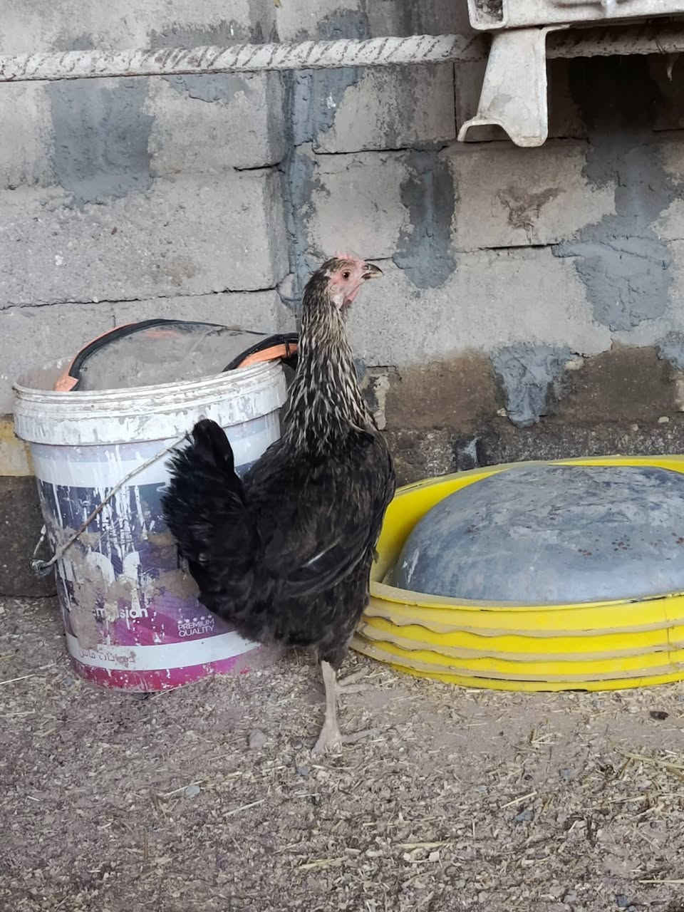 للبيع دجاجت عرب ***********
