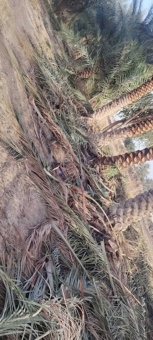 السلام عليكم يوجد حطب بسعر مناسب الي يريد يتصل للاستفسار
***********
