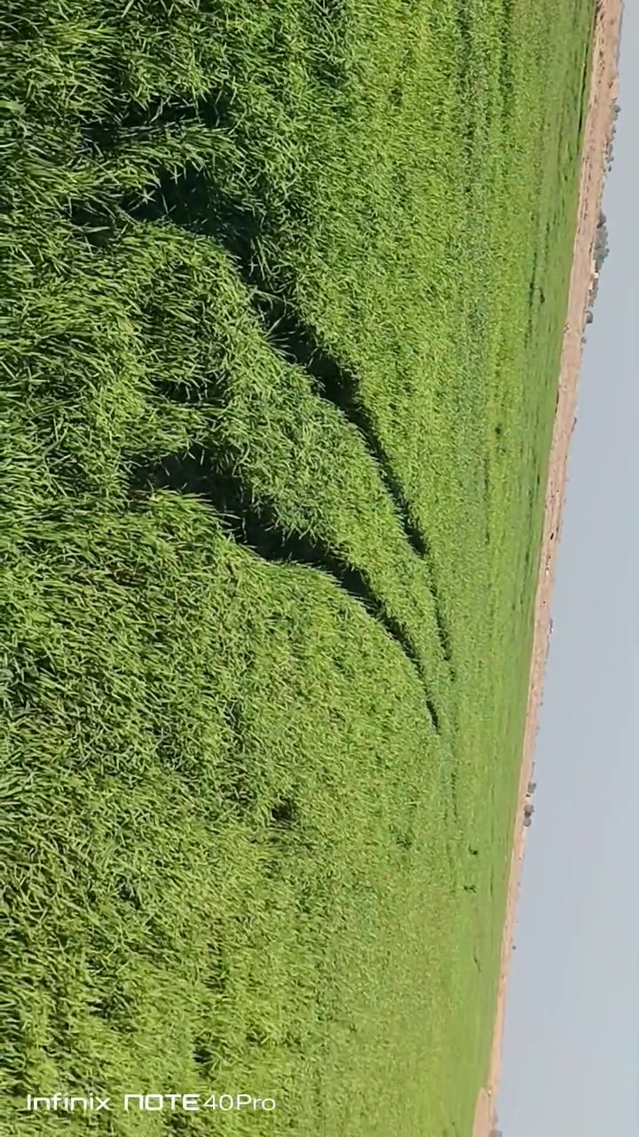 السلام عليكم 
ارض زراعيه للبيع المساحه 50 دونم 
صوب بني ركاب 
تبعد 5 كيلو عن تبليط الساده للاخوان واصله شارع سبيس 
على مشروع ال روحيان 
مايه من مشروع اسعيدان 
طبعا بيه 20 دونم معدله ليزر الارض  زراعيه با الكامل 
للاستفسار تواصل على الرقم __***********
