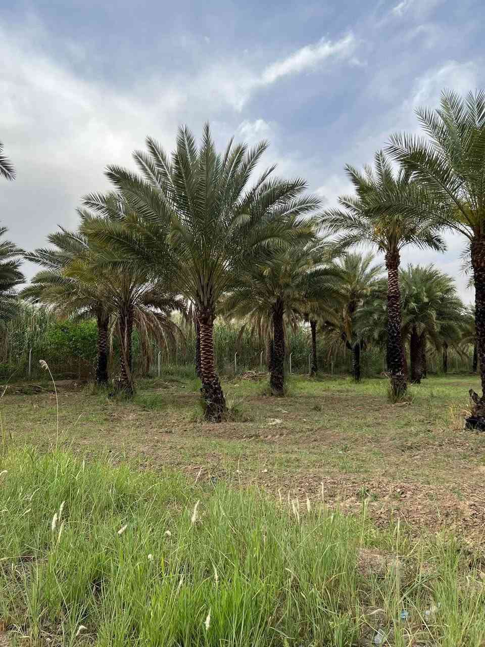السلام عليكم
3دوانم للبيع طابو سند 25 تقطيع حسب الطلب تباع دونم او دونمين او ثلاثة دوانم شارع 12متر واجهة الدونم 28متر والثاني 29متر والثالث 30متر تبعد عن نهر دجله600متر الموقع بغداد المدائن منطقة الجعارة للاستفسار ***********
