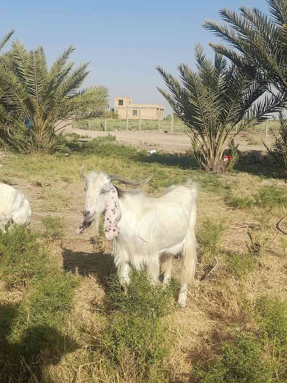 للبيع تيس عمره سنه توه مبدل سنين
يرهم كصابه ويرهم فحل شرط الفحوليه 
سعره ٢٧٠ وبي مجال ***********مكان سماوه قضاء الهلال
