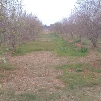 اليوسفية بغداد • بستان ١ دونم • مي وكهرباء