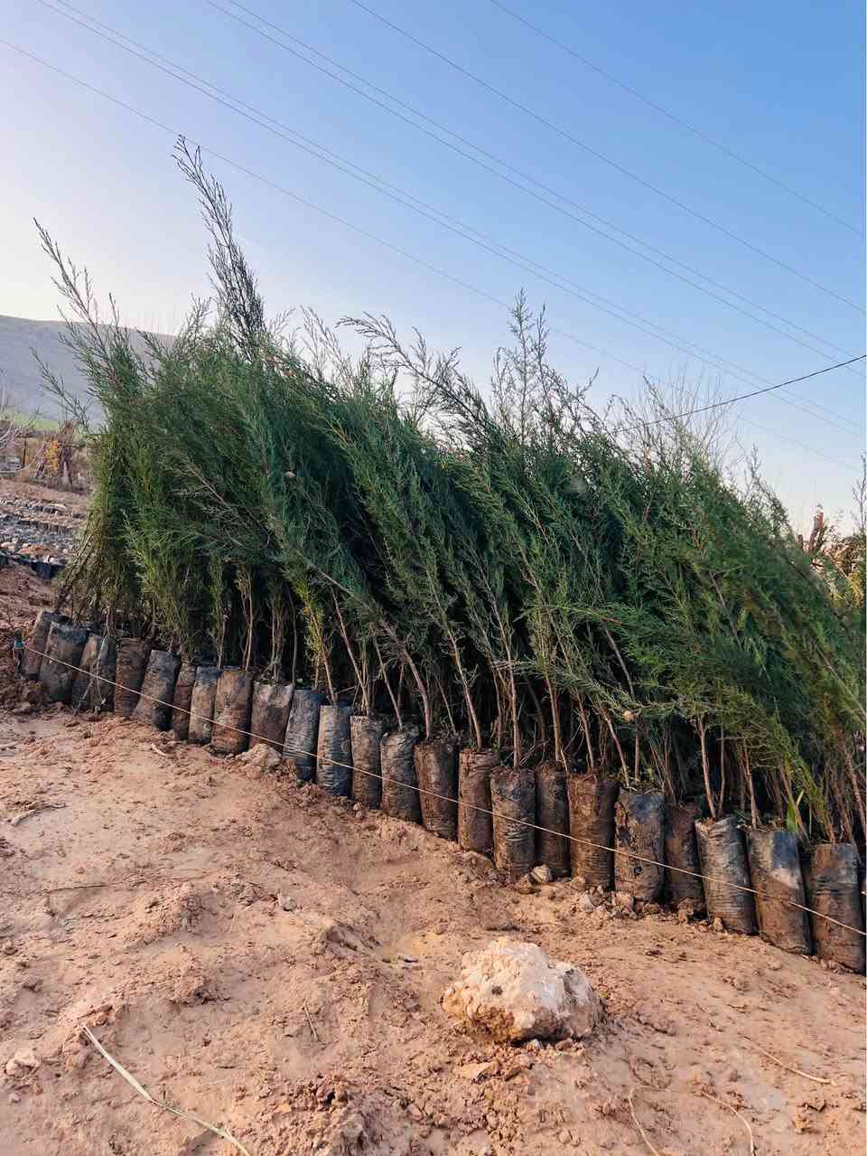 ‎سەرو(سنەوبەر)ی عامودی
‎‏‎نەمامەکان لەکیس دان ئەتوانیت ئیستا بیانچینیت 
‎نەمامی ۸٠ سانتیم تا مەتر و سی سانتیم نرخی ۲ هەزار
‎لە ۷٠سانتیم بچوکتر 
‎نرخی ۱٥٠٠

‎گەیاندن ھەیە بۆ ھەمو کوردستان📦🚕
  
‎گەر نەمامە کان ھەمان وەسف نەبون ئەتوانیت پێش ئەوەی 
‎وەری بگریت بیگەرینیتەوە 
   ***********
   ***********
‎📌 ناونيشانی نەمامگە 
‎ رانيە—گوندی كانيماران رانية, السليمانية
