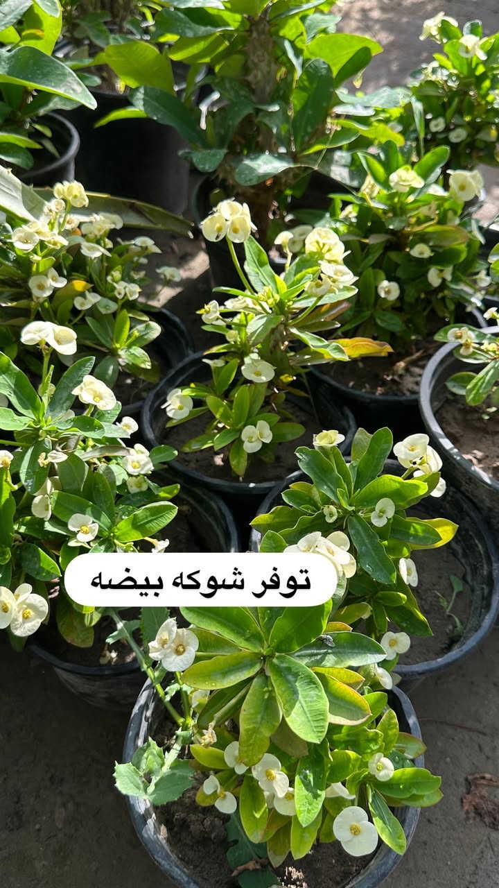 اللهم صلي وسلم على سيدنا محمد وعلى اله وصحبة وسلم تسليما.
توفر في مشتل ابو علي الفراجي أنواع الورود المختلفه وحمضيات  🤍

العنوان : بغداد /سلمان باك / قرب جامع سعد /شارع الحدادين 🤍

سوينا لكم بيج على برنامج الإنستقرام لكي نجاوب على اسئلتكم المتنوعه 

اسم البيج : بيج مشتل ابو علي الفراجي 

يوزر البيج: l0.33.m

رابط البيج:https://www.instagram.com/l0.33.m?igsh=bGZmMGw4bTN2ODZw

مشتل ابو علي الفراجي يرحب بالجميع 🤍


**إذا كنت صاحب هذا الإعلان وتريد حذفه لأي سبب، رجاءا أرسل رسالة إلى الدعم الفني**