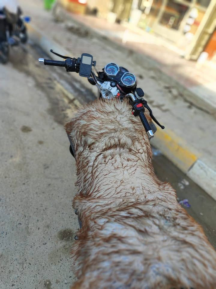 السلام عليكم
دراجه هاوجي هارلي 2023
مرقم كامل لوحات انكليزي
تجي تفحص وين متريد فول نضافه
نقد 2700 بي مجال
اقساط اتصل ودلل
***********
