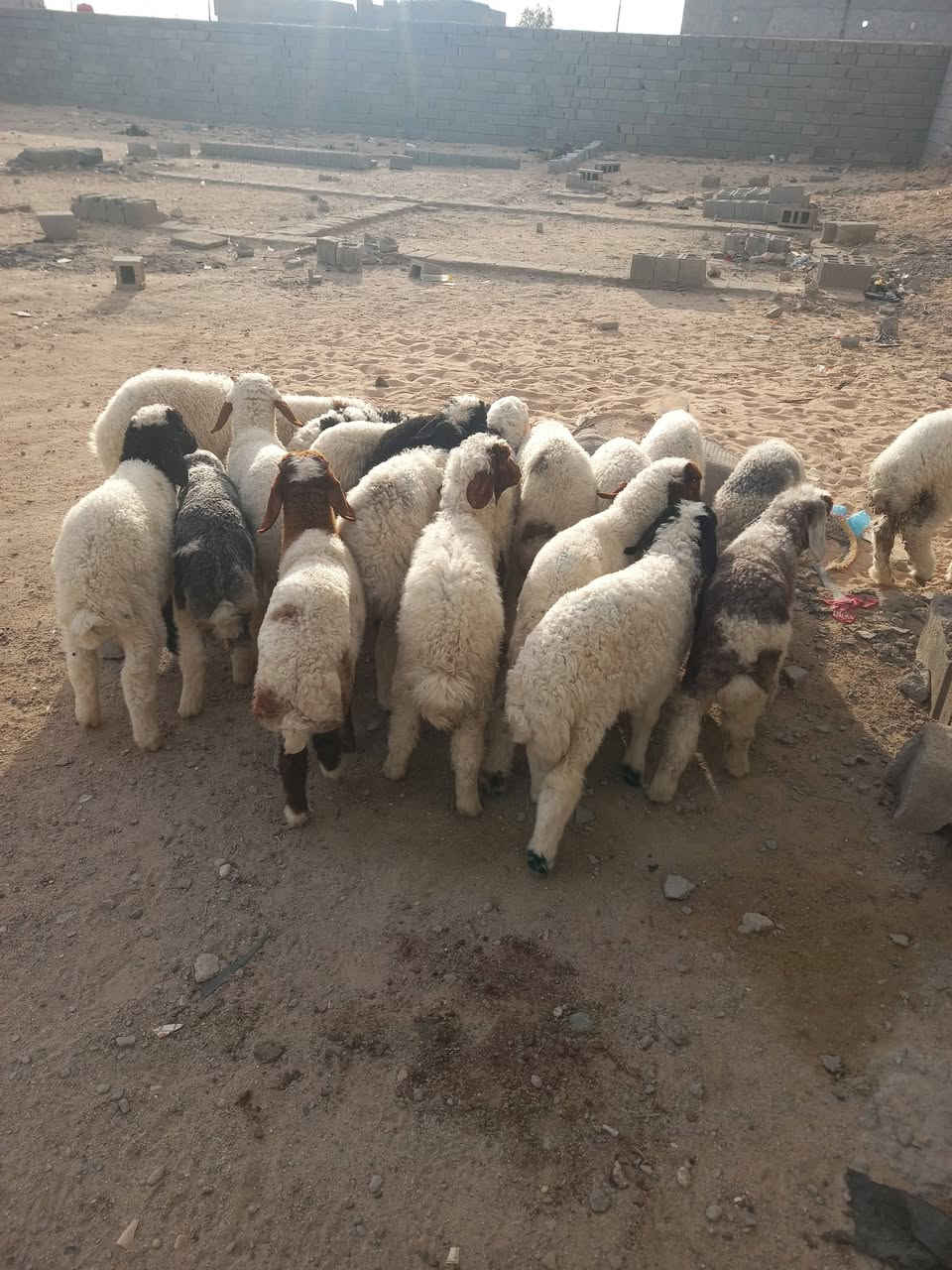 السلام عليكم طليان عدد20 بيهن 8 فحله و12 نثايه طليان كلها حلوه وشرط الصحاة ترهم كلشي رباط نذاري جنايه ومعلوفات كلشي ياكلن سعر واحد ب210 عنواني البصره الزبير ***********
