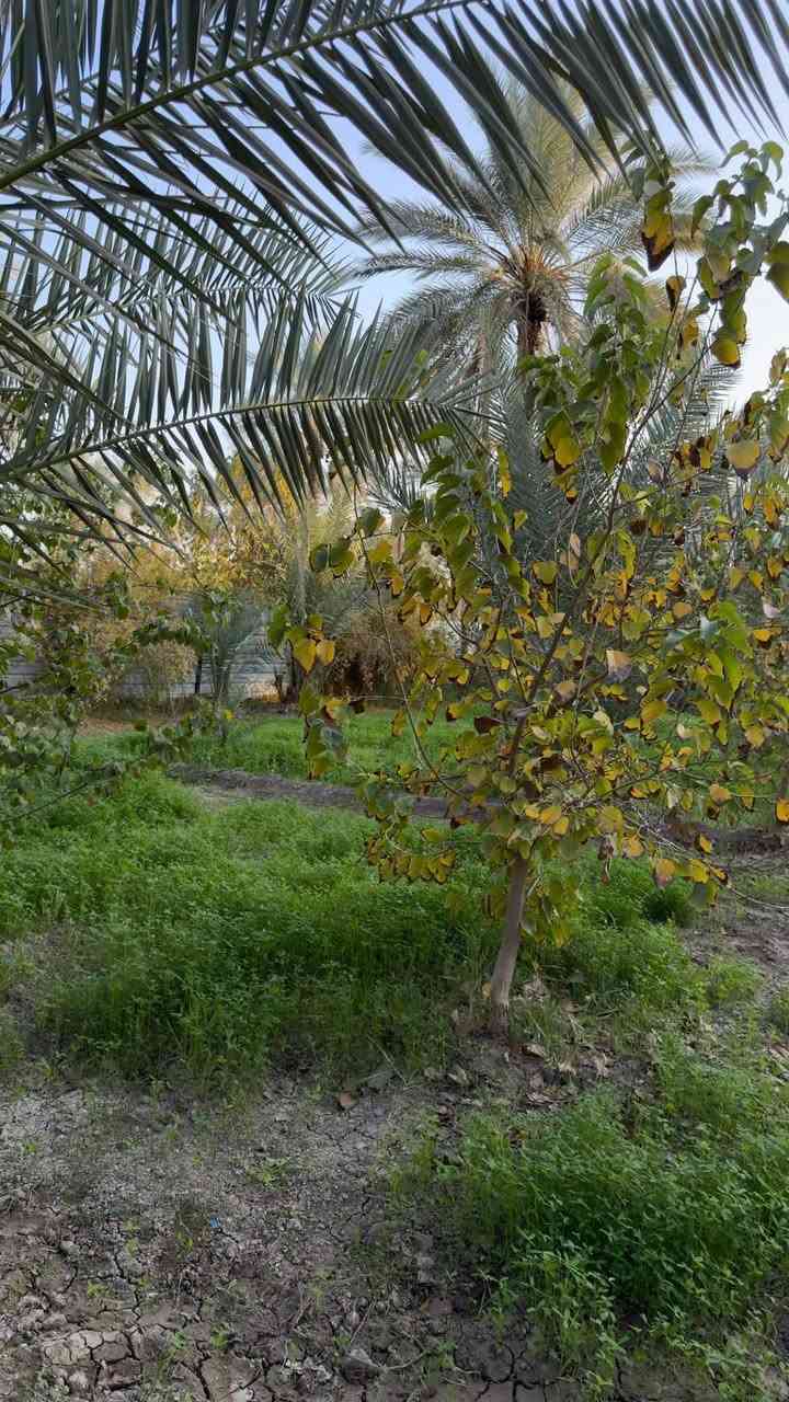 عندي دونمين ونص ويهن 3بيوت تريد دونم وبيت تريد نص دونم وبيت تريد ألف متر وبيت عادي الموقع كربلاء الحسينيه منطقة البراهميه باقي تفاصيل اكثر عله تصال ***********
