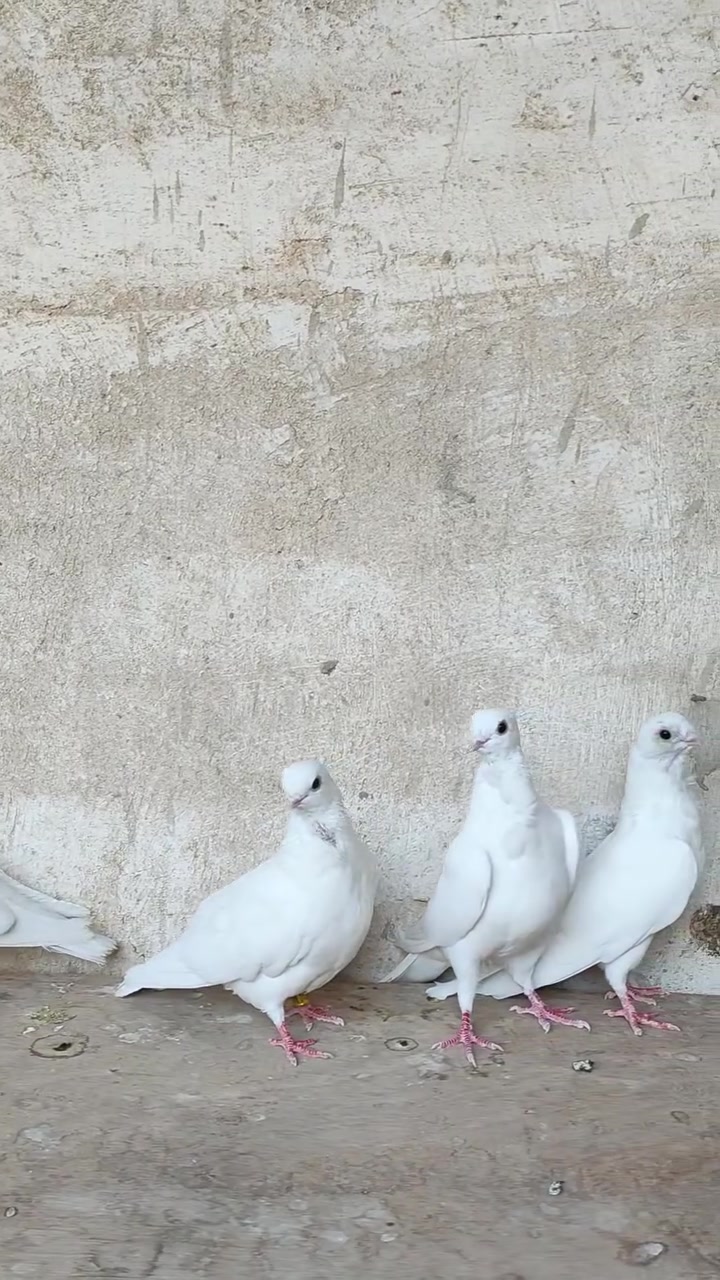 التفاصيل داخل الفديو مكان كربلاء
***********
