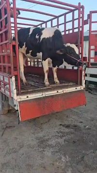 جزارة البيدر • عجول عراقي • قوزي