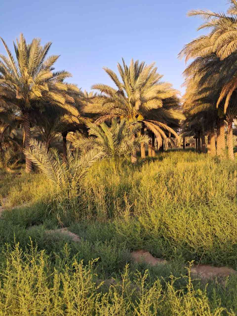 السلام عليكم
بستان للبيع  مكان (كربلاء قضاء الحسينية) مساحة اقل الدونم ١٨٧٥ متر يبعد عن مركز المدنية 23 كيلومتر ويبعد عن الشارع الحسينية ٢كيلومتر تحويل مباشر باسم المشتري سند 25 ارض كافة الخدمات تبليط وماء تصلح منتجع او سكن سعر 115 قابل للتفاوض 

للاستفسار اتصل ***********
